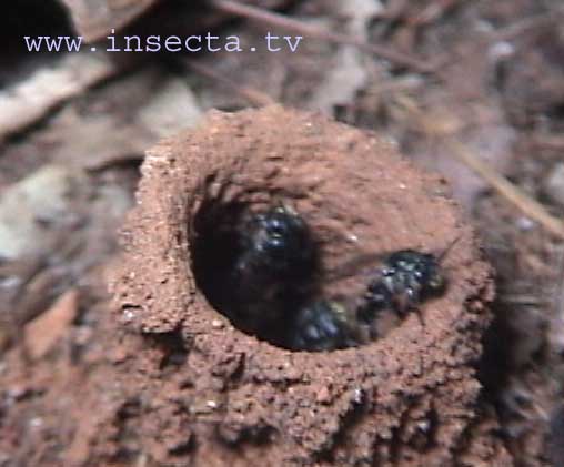 A picada de inseto mais dolorosa do mundo – Metro World News Brasil