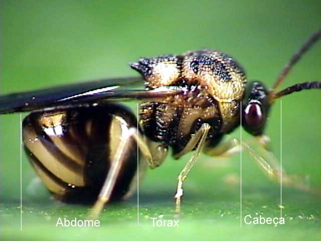 Biologia dos Insetos: Hymenoptera